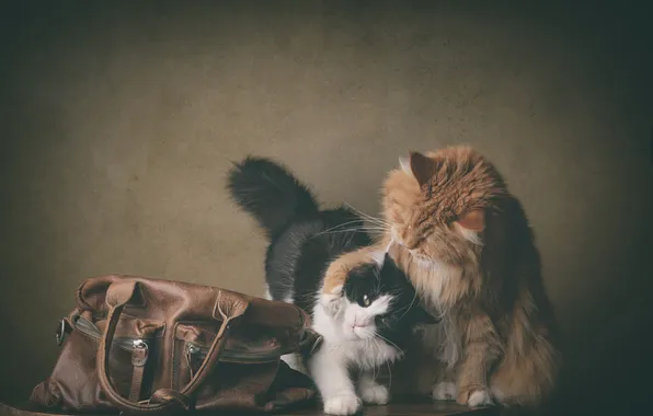 Кошка, кот, взгляд, кошки, поза, черно-белый, коты, игра