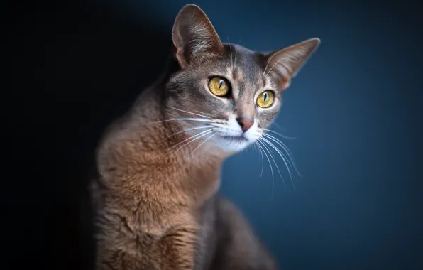 Картинка кошка, глаза, взгляд, размытость, Кот, уши, синий фон