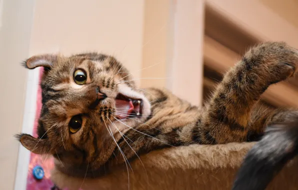 Кот, зевает, котейка