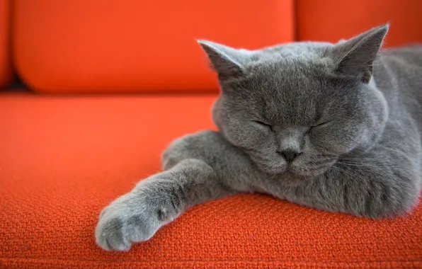 Кот, диван, котик, лапки, спит