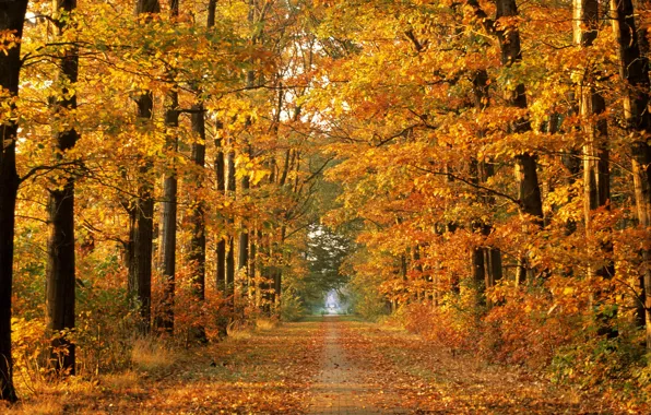 Дорога, осень, лес, деревья, природа, осенняя пора