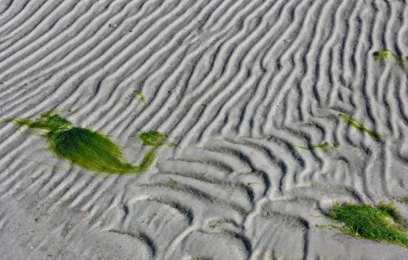 Песок, линии, водоросли