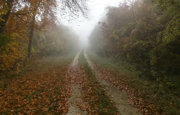 Картинка туман, листва, Осень, дорожка, nature, autumn, leaves, fog