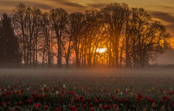 Картинка поле, деревья, цветы, восход, рассвет, утро, тюльпаны