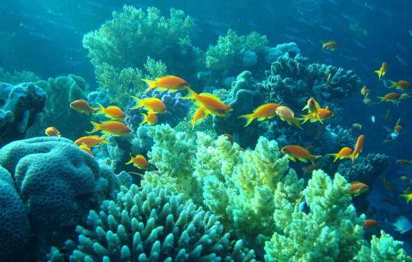 Картинка рыбы, кораллы, подводный мир, underwater, Egypt