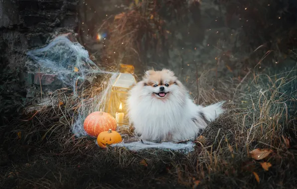 Взгляд, поза, собака, мордашка, шпиц
