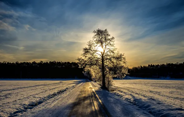 Зима, дорога, дерево, утро