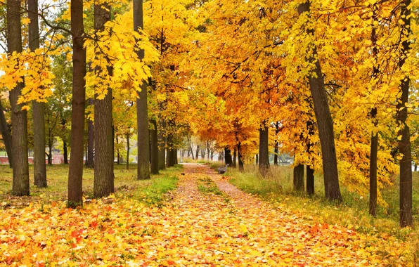Картинка осень, лес, листья, деревья, autumn, leaves