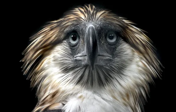 Картинка bird, Philippine eagle, ..Background
