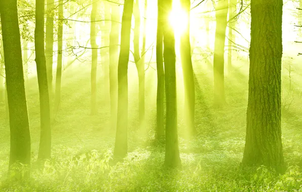 Картинка лес, солнце, лучи, свет, деревья, закат, дымка