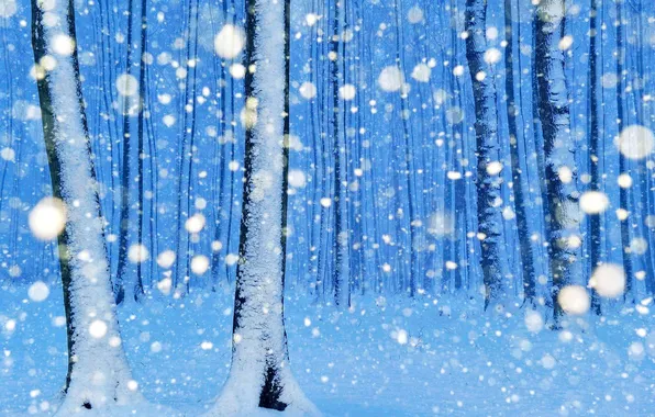 Зима, лес, снег, деревья, парк, Германия, Нинхаген