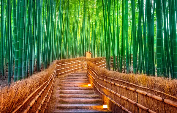 Лес, тропа, Япония, Tokyo, forest, bamboo, Japanбамбук