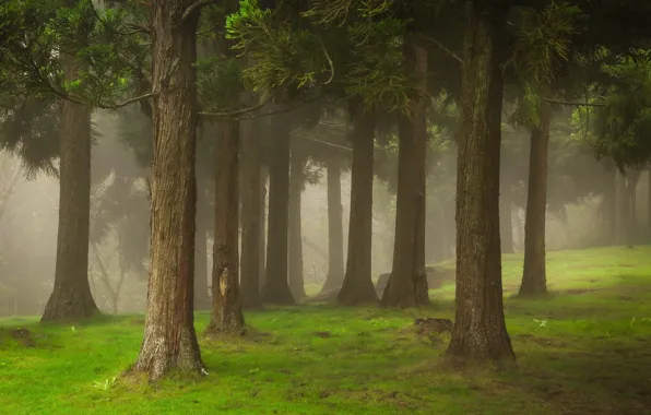 Картинка лес, лето, туман