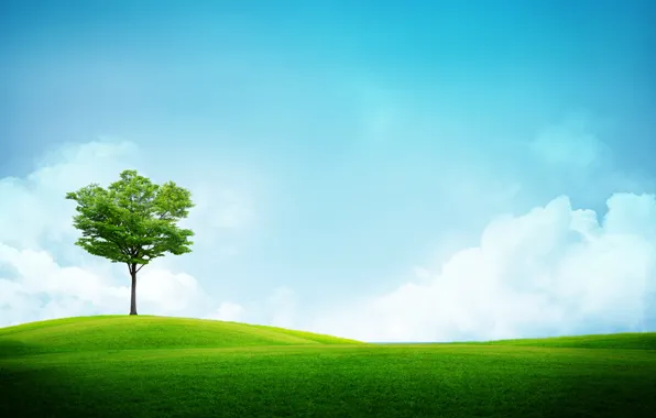 Картинка поле, трава, деревья, фото, пейзажи