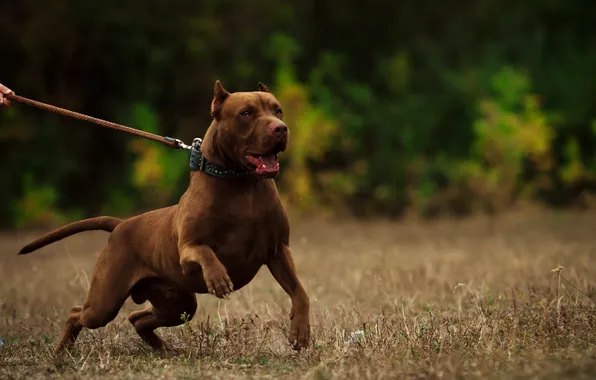 Картинка uniform, shepherd, teeth, security, angry dog, vicious, chocolate pitbull, pit bulls