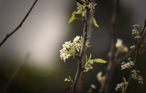 Макро, ветки, природа