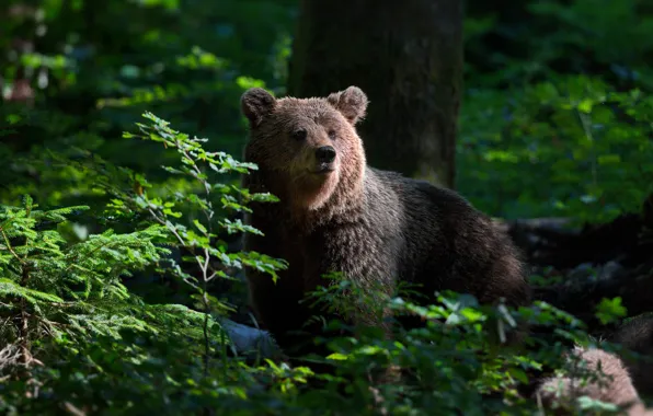 Картинка лес, медведь, Александр Перов