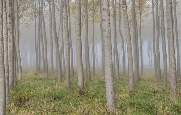 Лес, деревья, туман
