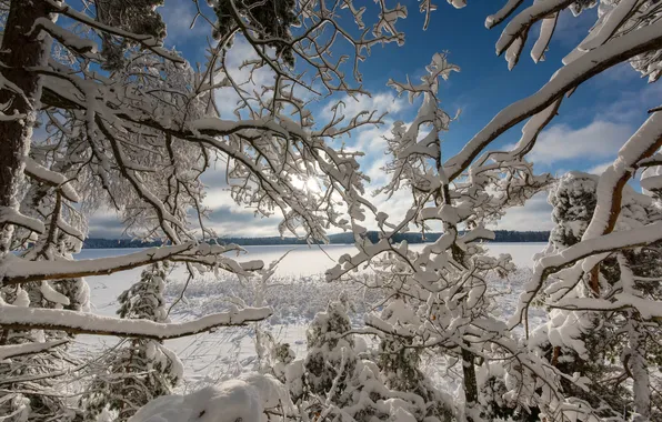 Картинка зима, снег, деревья, ветки, озеро