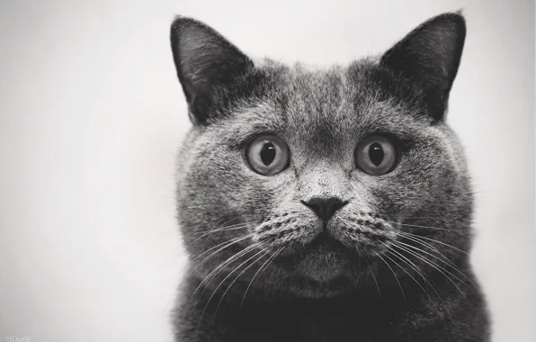 Кошка, кот, cat, meow, британец, мяу