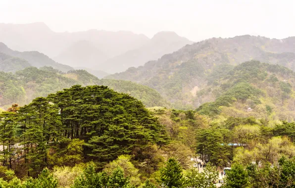 Зелень, лес, деревья, горы, природа, дымка, North Korea