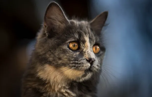 Кошка, кот, взгляд, поза, портрет, размытие, серая, мордашка