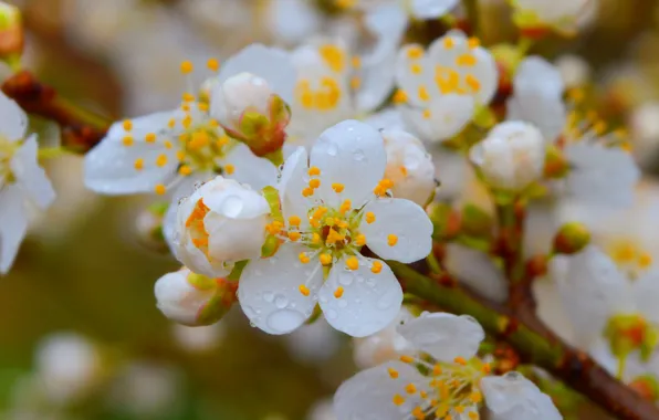 Картинка Макро, Капли, Весна, Spring, Цветение, Macro, Drops, Flowering