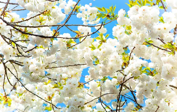 Цветы, Дерево, Весна, Сакура
