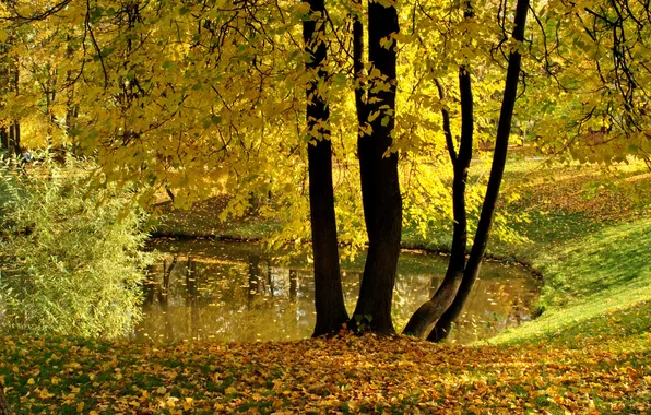 Картинка осень, листья, деревья, пруд, парк, желтые, Воронцово