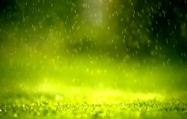 Картинка дождь, Зелень, утро, детали, хорошая погода