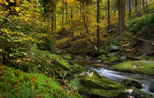 Картинка осень, лес, деревья, ручей, мох, Польша, Poland, Karkonosze National Park