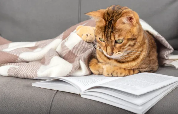 Кошка, кот, взгляд, поза, книга, медвежонок, плед, мордашка