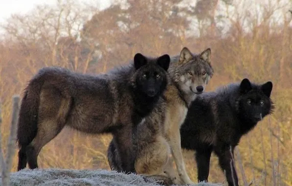 Картинка nature, snow, predator, face, animal, wolf, wildlife, portrait