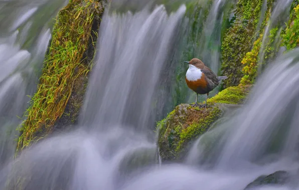 Картинка птица, Англия, Дербишир, водяной воробей, оляпка, водяной дрозд