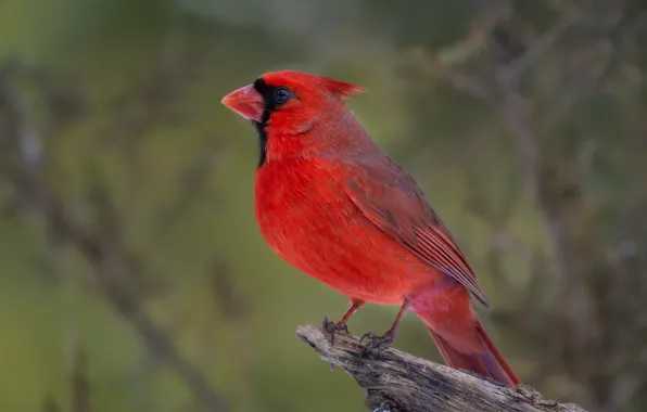 Природа, птица, сук, кардинал