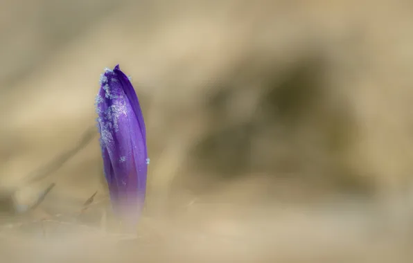 Макро, цветы, весна, Frühlings-Krokus