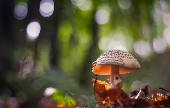 Картинка природа, фон, грибы