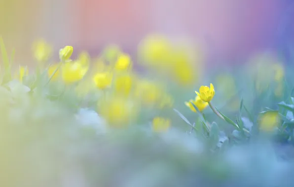 Поле, трава, макро, цветы, нежность, цвет, фокус, весна