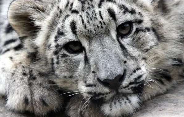 Морда, хищник, Snow Leopard, ирбис, снежный барс
