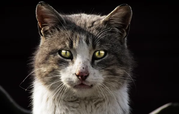 Кот, dark, cat, kitty, бездомный, homeless