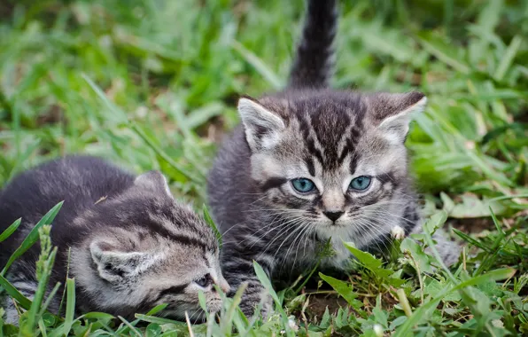 Картинка трава, малыш, котёнок
