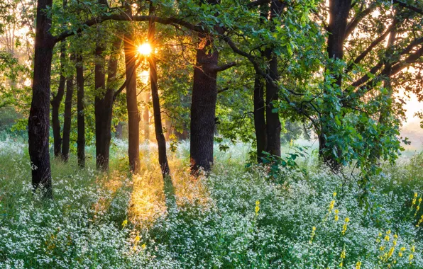 Картинка лес, солнце, цветы