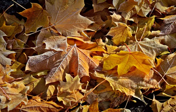 Картинка иней, осень, листья