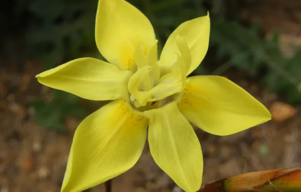 Желтый, yellow, South Africa, Южная Африка, Iridaceae, Морея, Ирисовые, Moraea