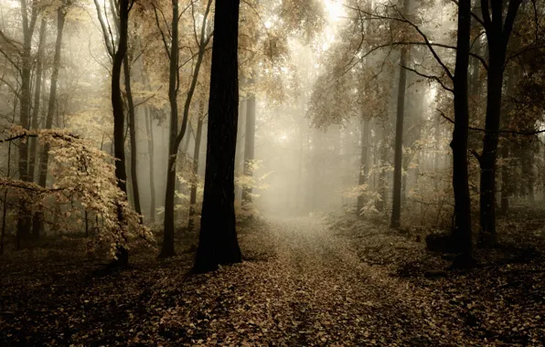 Картинка дорога, осень, лес, природа, день, тусклый