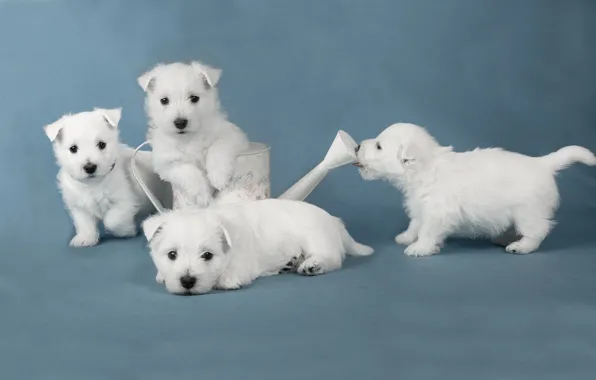 Собаки, щенки, white terriers
