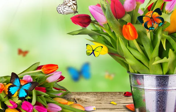 Картинка цветы, коллаж, бабочка, букет, весна, ведро, тюльпаны, мотылек