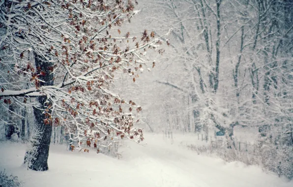 Картинка зима, снег, дерево, метель