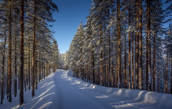 Картинка зима, дорога, лес