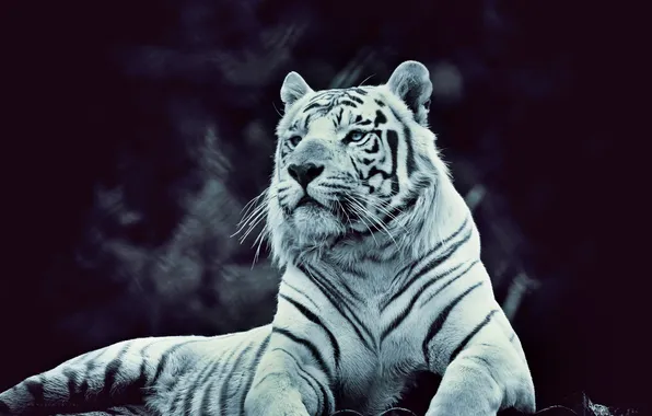 Картинка полоски, тигр, красавчик